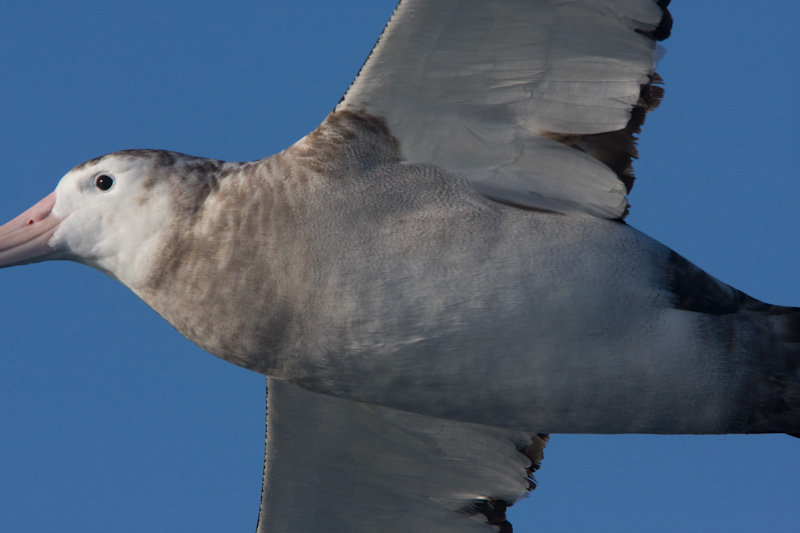 Royal Albatross In Flight